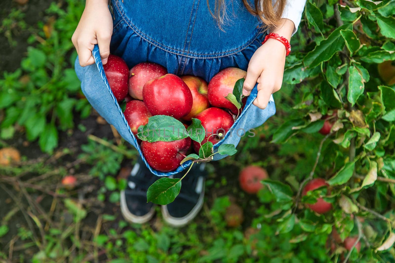 A child harvests apples in the garden. Selective focus. by yanadjana