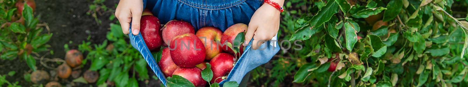 A child harvests apples in the garden. Selective focus. Food.