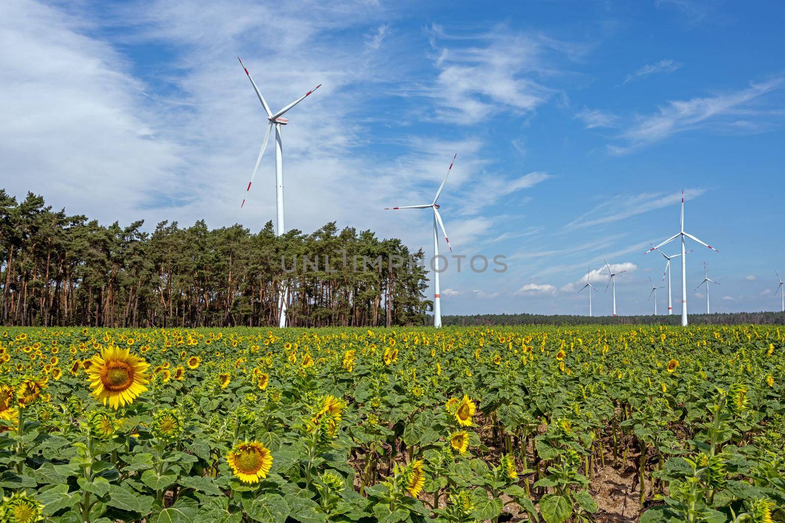 Sunflowers and wind turbines seen in rural Germany