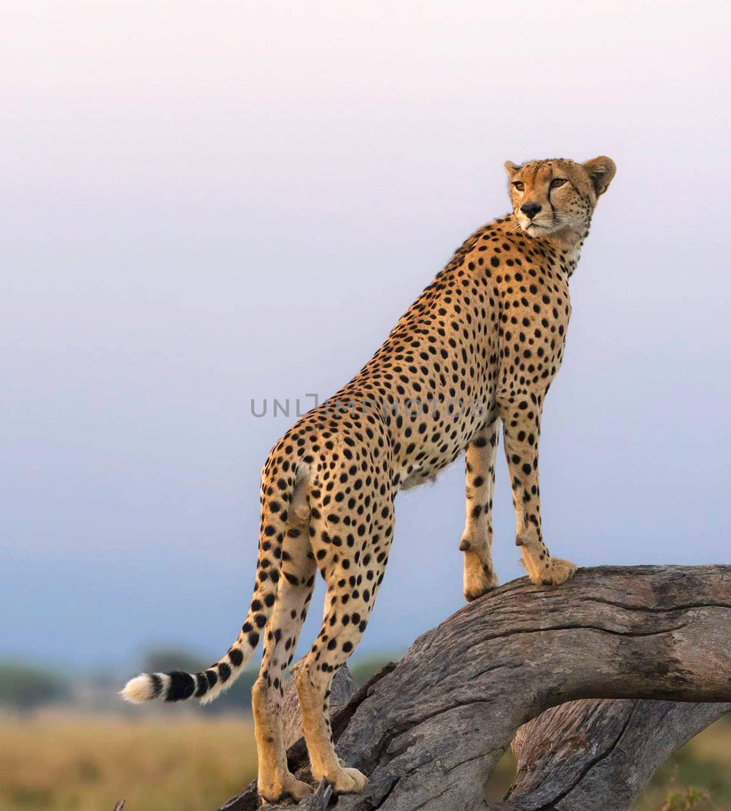 Best wildlife destinations in the world by TravelSync27