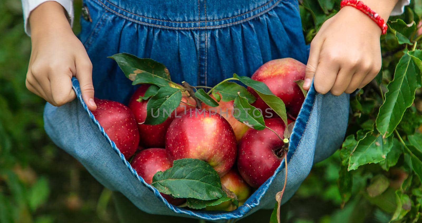 A child harvests apples in the garden. Selective focus. by yanadjana