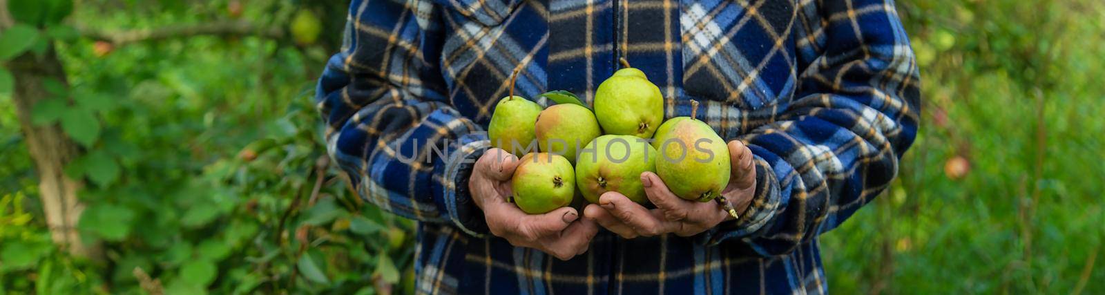 Grandmother harvests pears in the garden. Selective focus. Food.