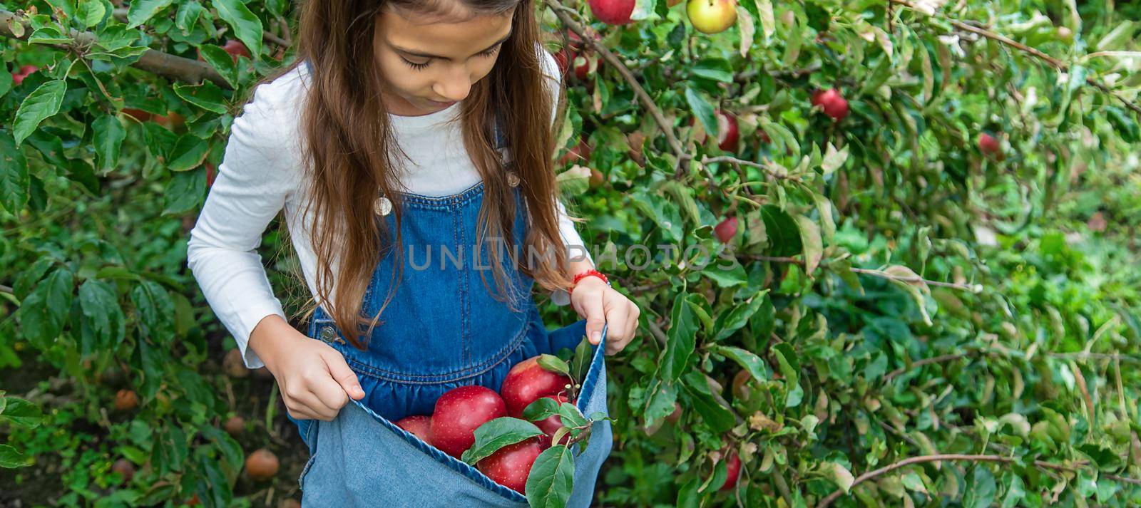 A child harvests apples in the garden. Selective focus. by yanadjana