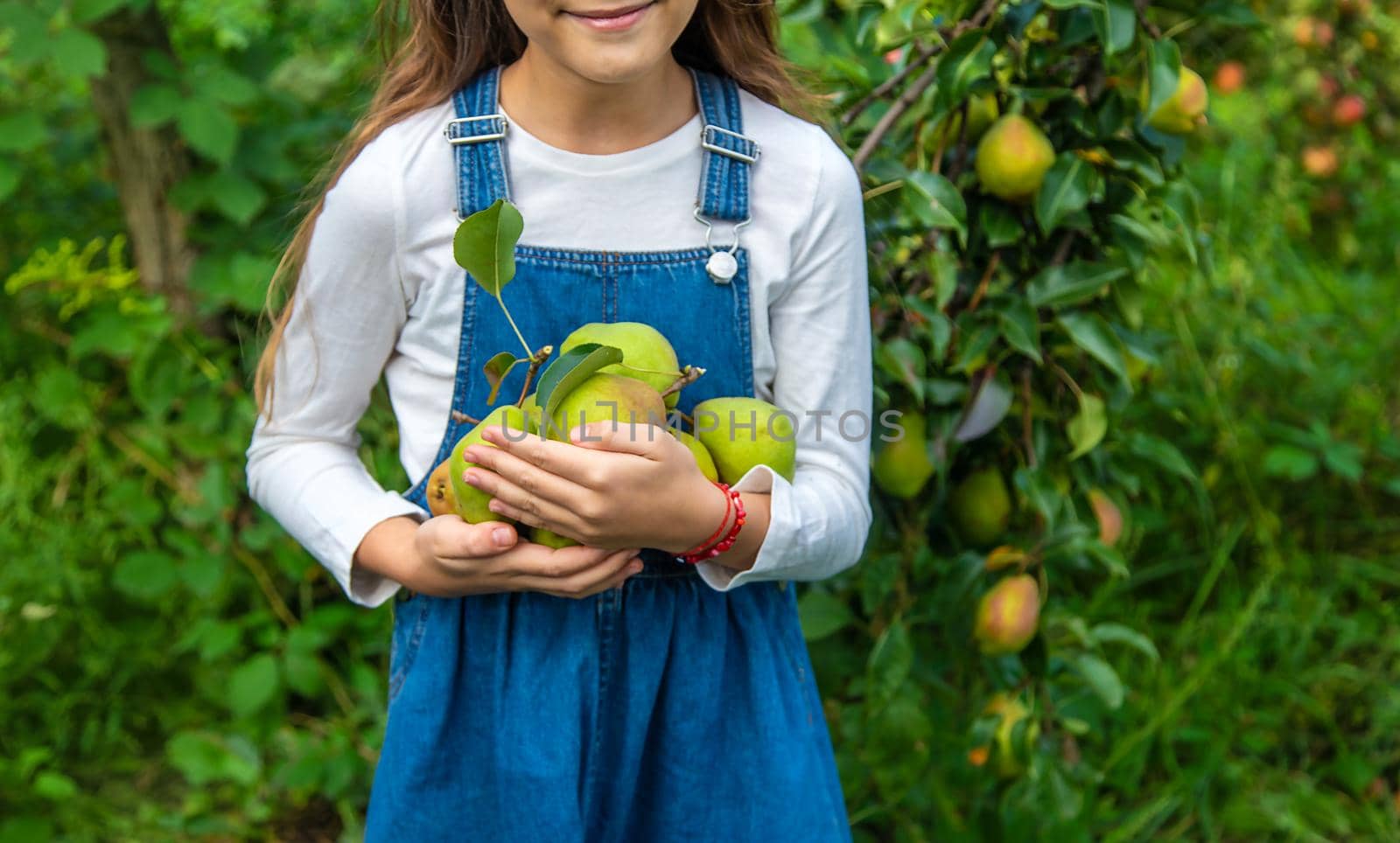 A child harvests pears in the garden. Selective focus. Food.