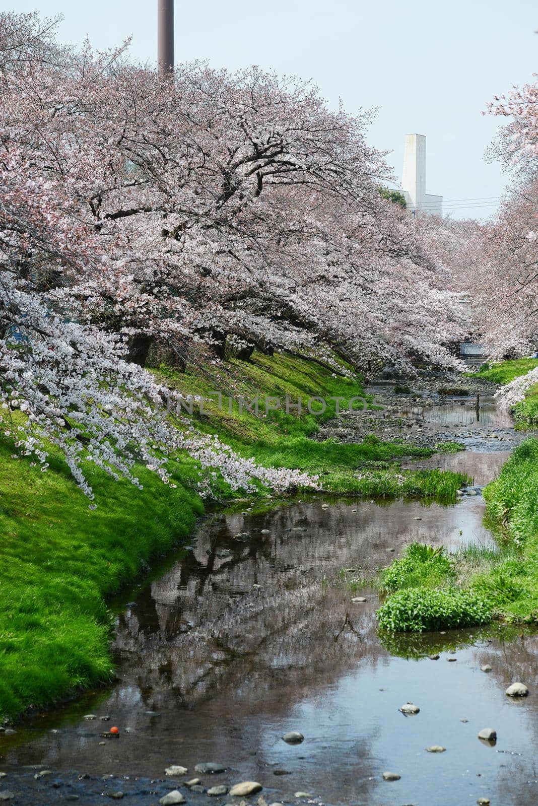 cherry blossom near tachikawa tokyo