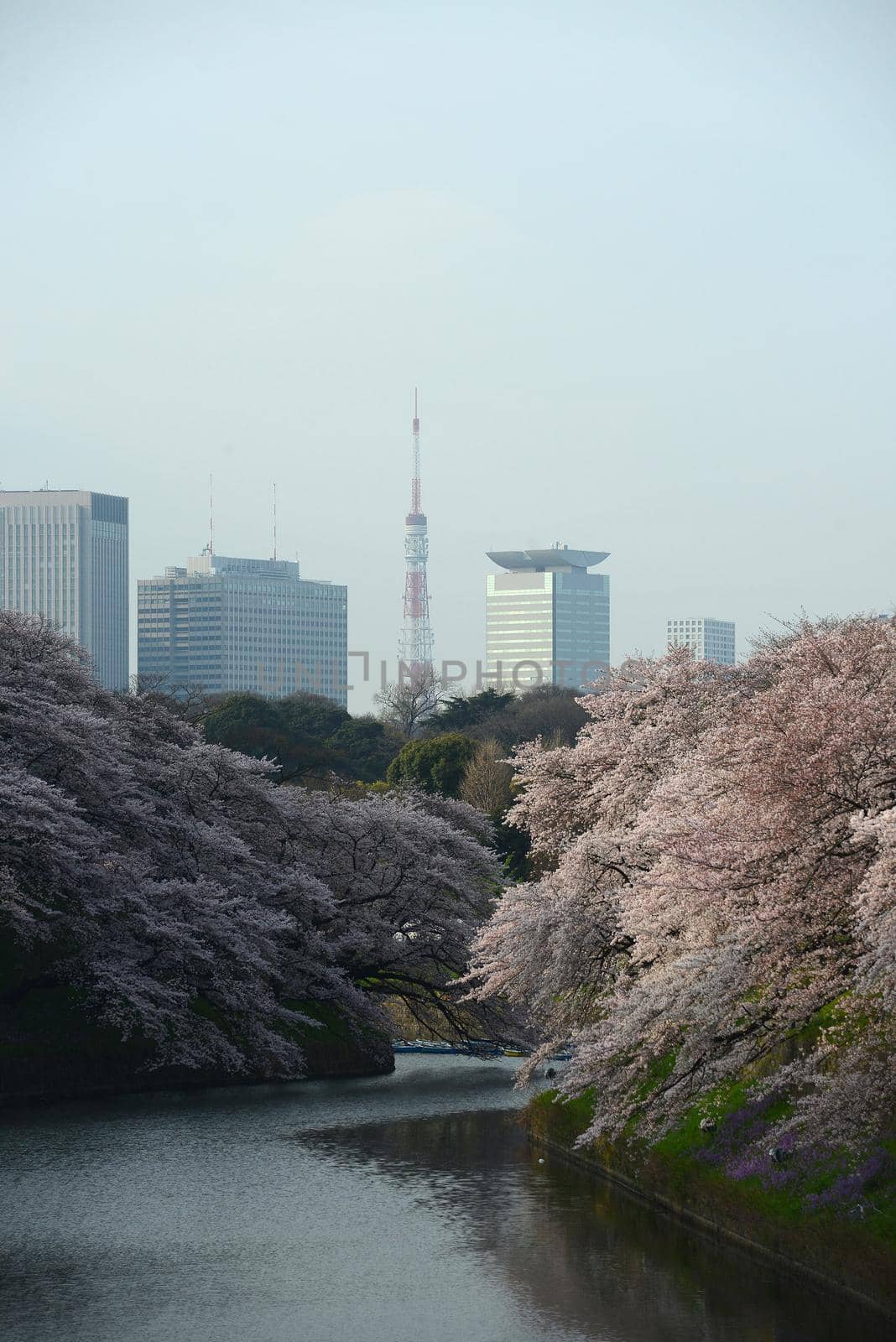 cherry blossom at chidorigafuchi tokyo