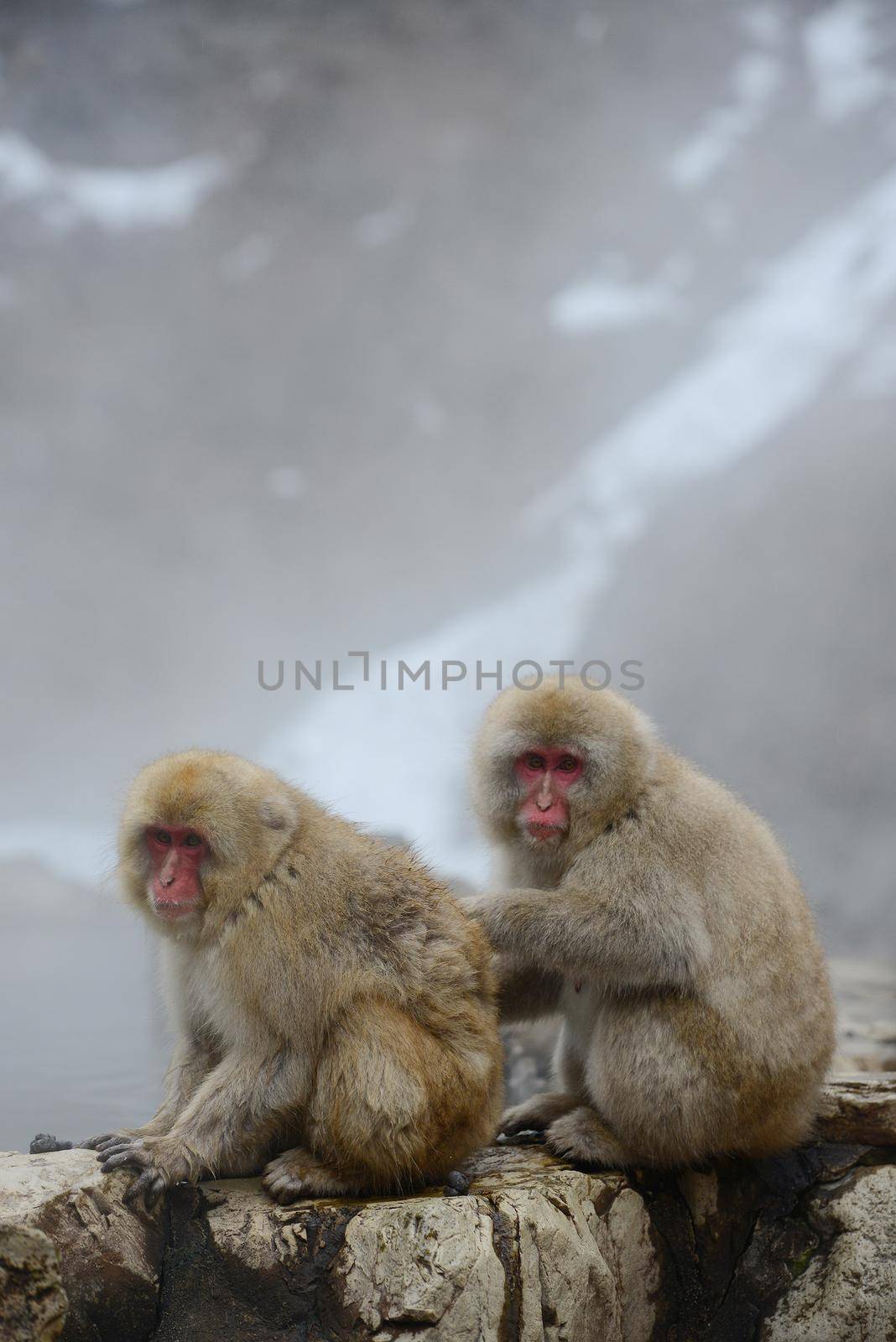 snow monkey with hot springs in nagano japan