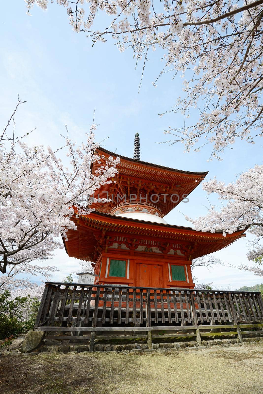 cherry blossom with pagoda at miyajima