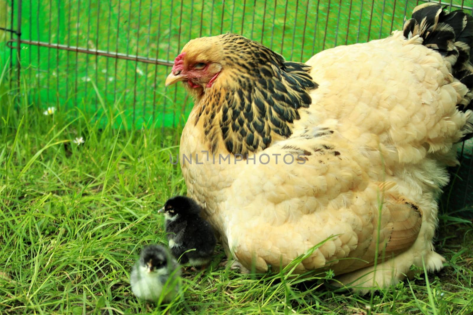 One brown and black colored henand her chicks against as a green background close up by Luise123