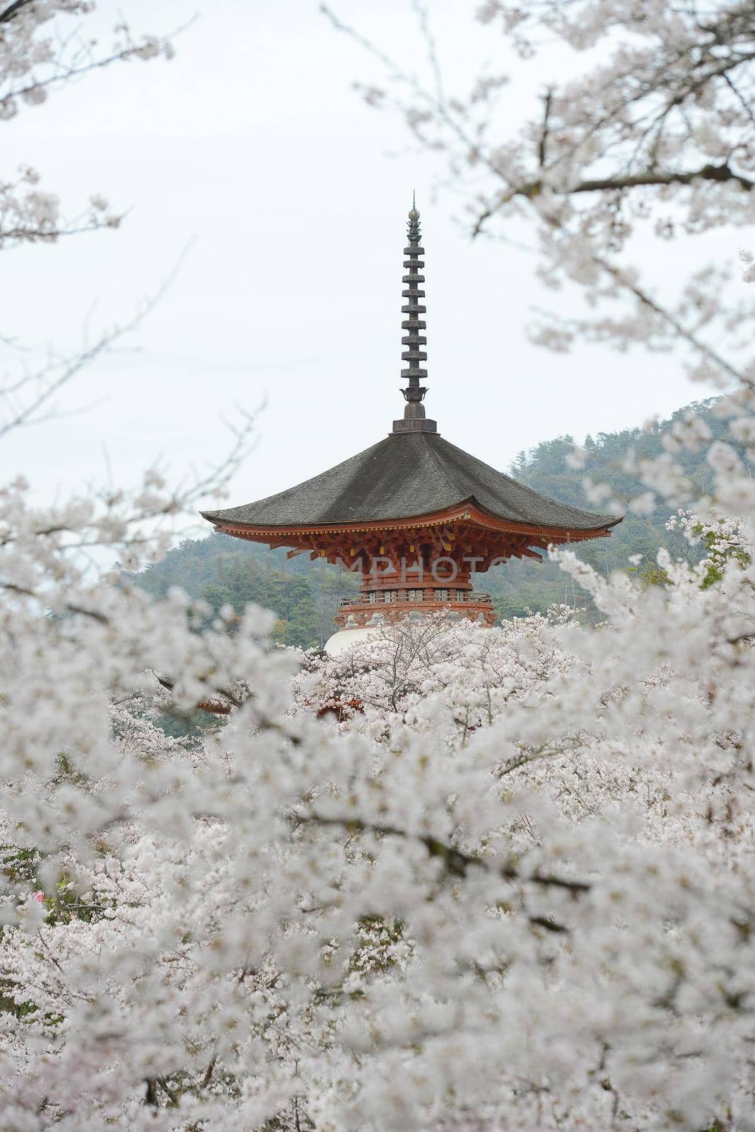 cherry blossom with pagoda at miyajima