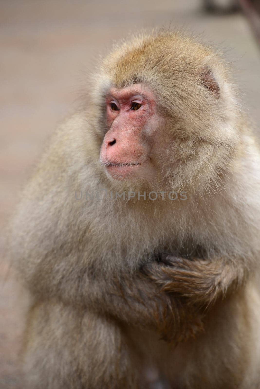 snow monkey with thick fur