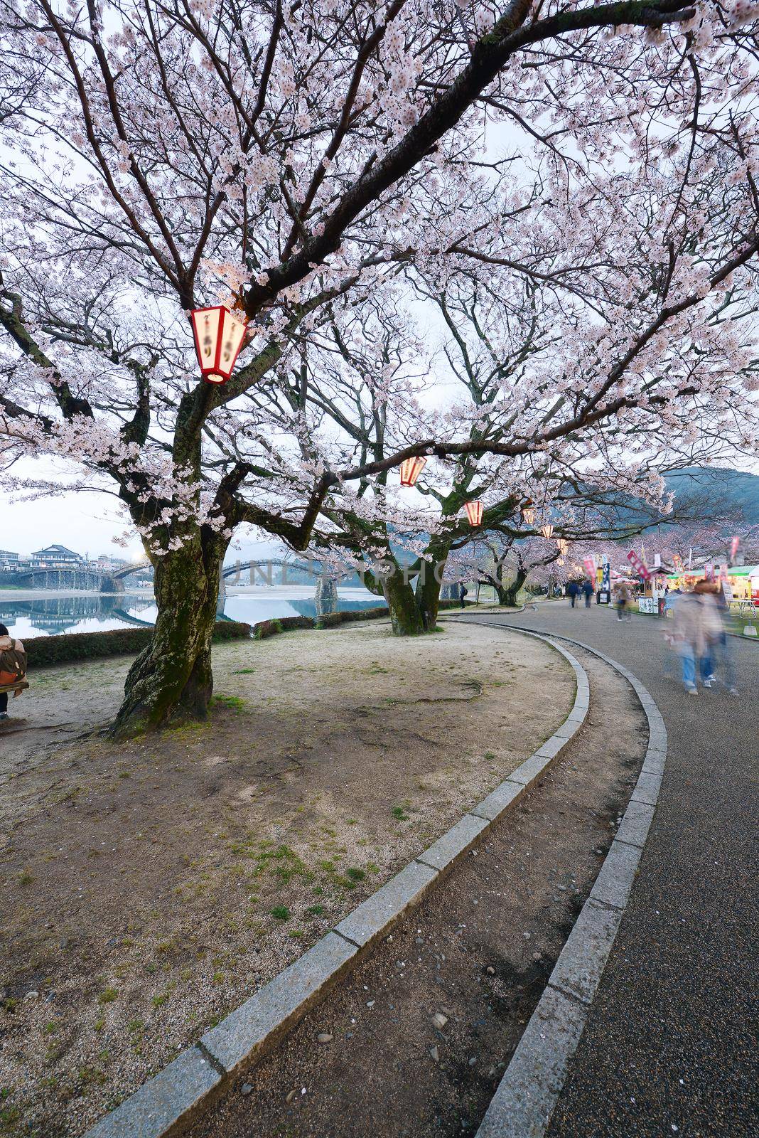 cherry blossom tree at iwakuni