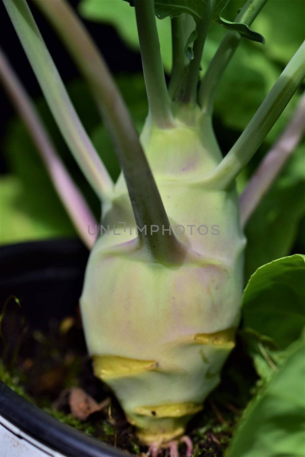 Pear shaped kohlrabi as a close up by Luise123