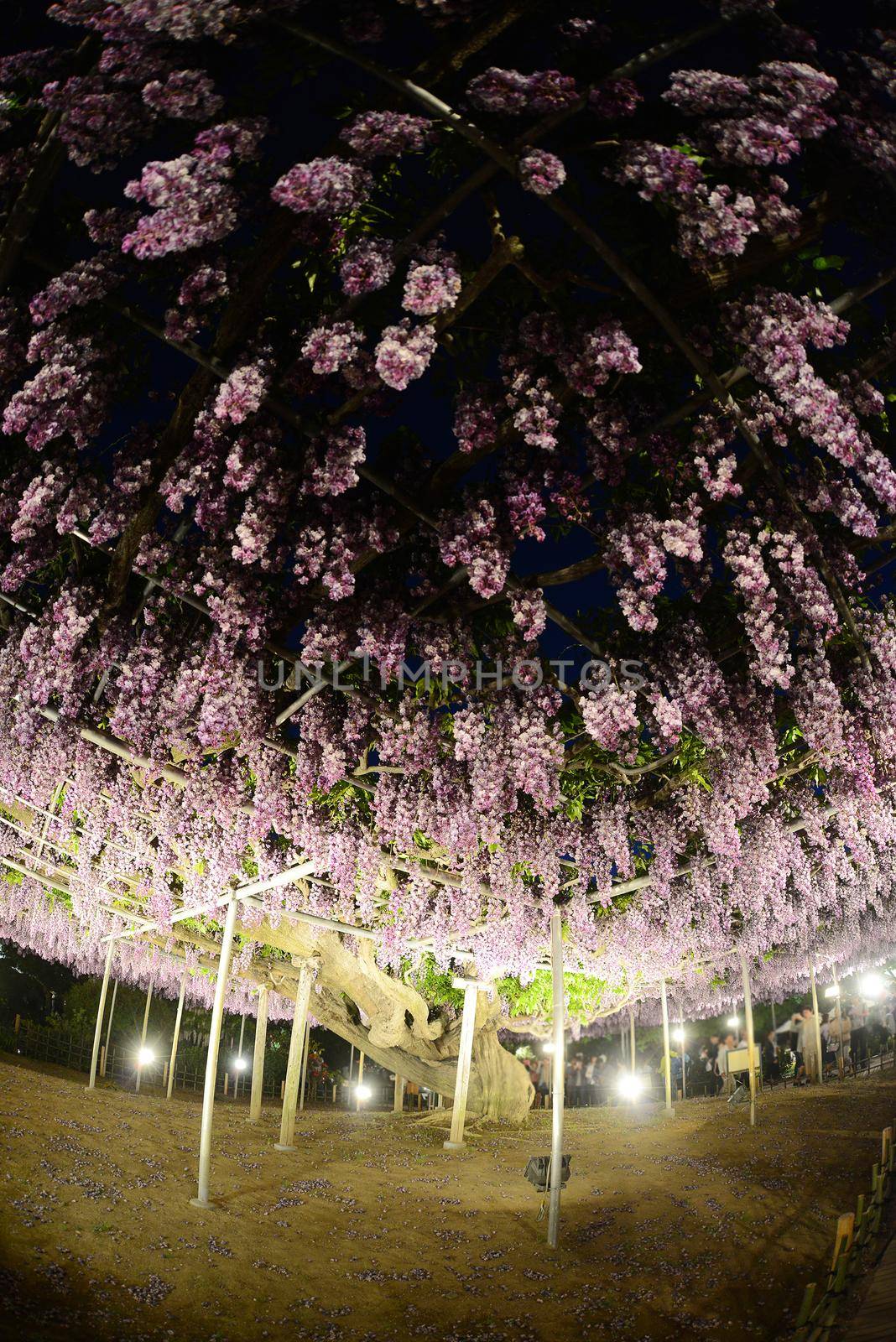 wisteria flowers in japan with illumination