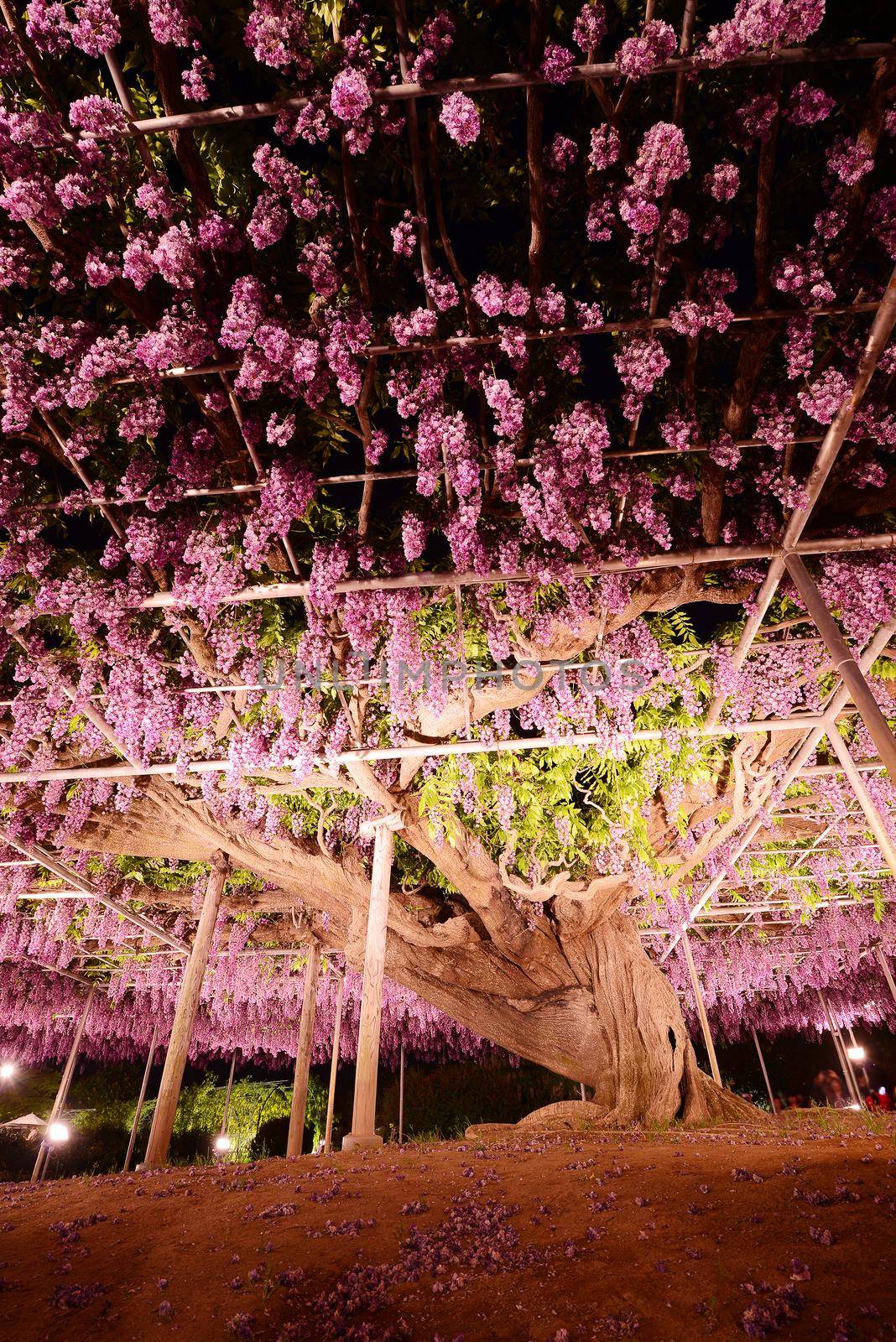 wisteria flowers in japan with illumination