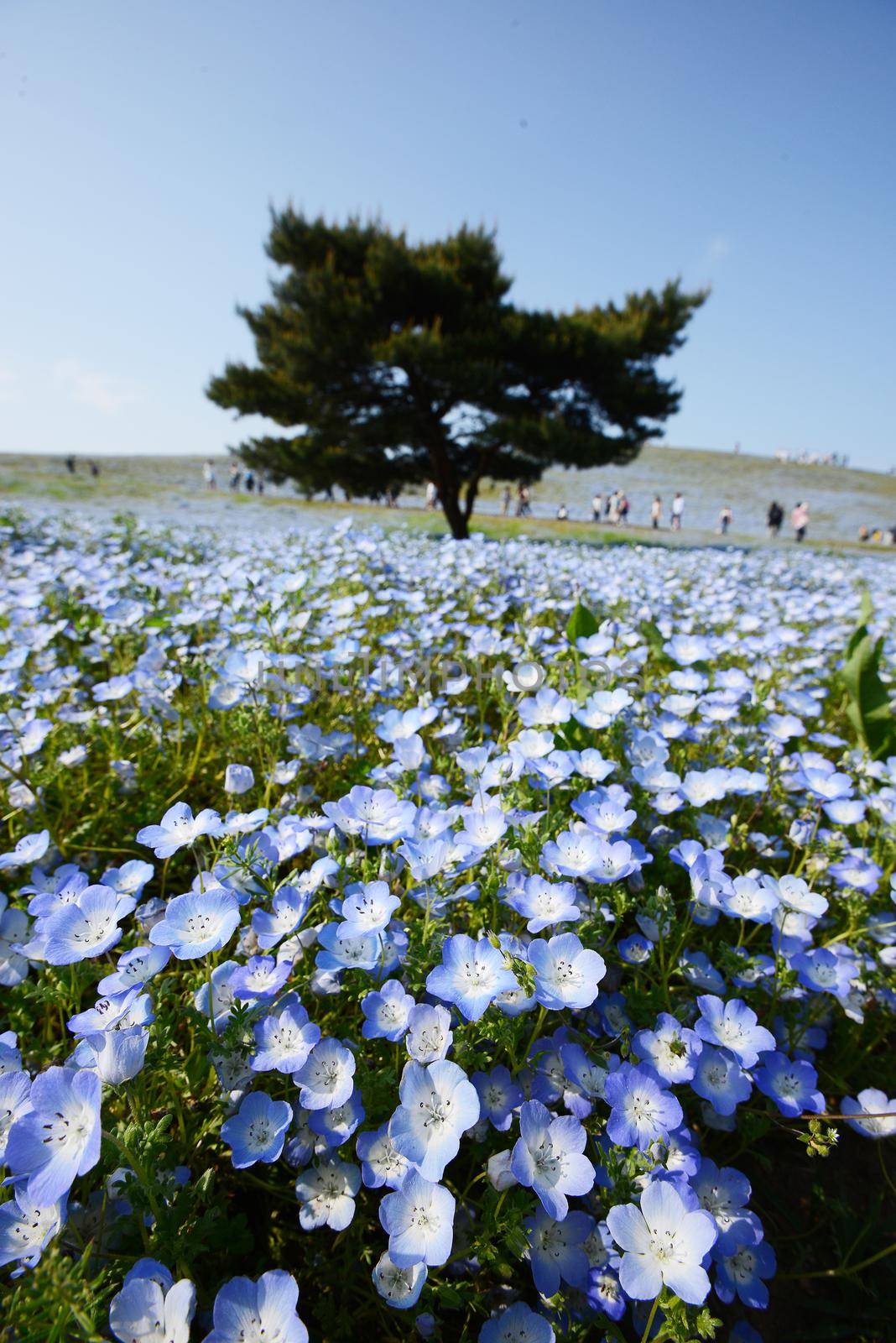 nemophila bloom by porbital