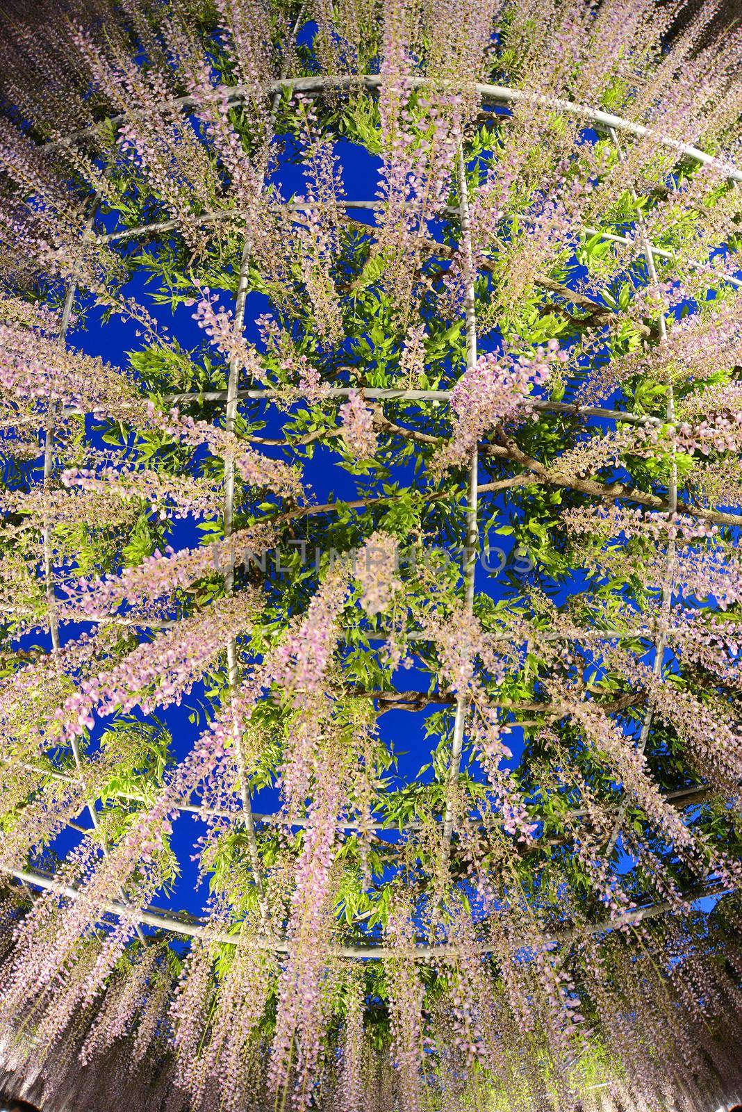 wisteria flowers in japan with illumination