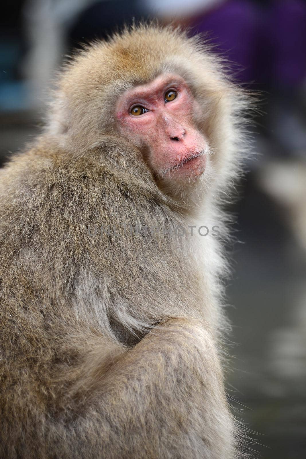 snow monkey with thick fur