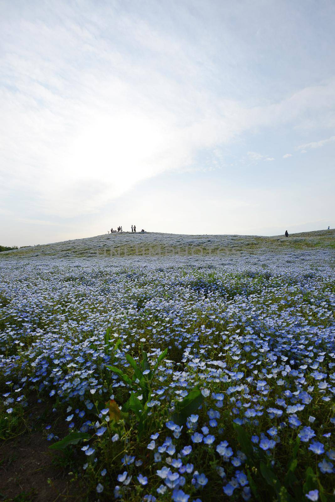 nemophila bloom by porbital