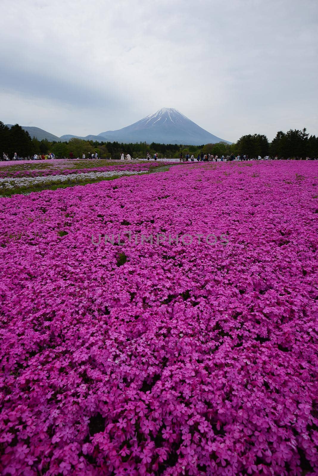 pink moss at fuji festival