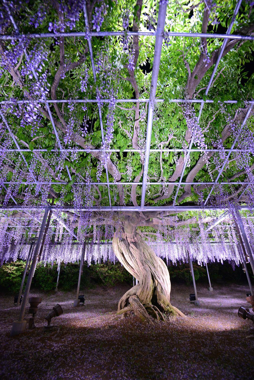 wisteria flowers in japan with illumination