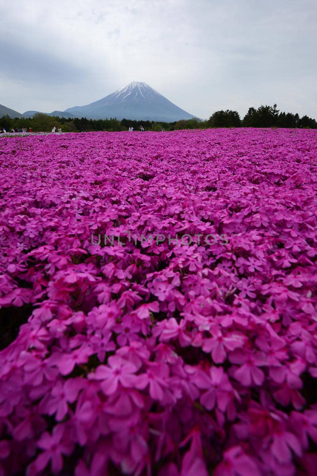 pink moss at fuji festival