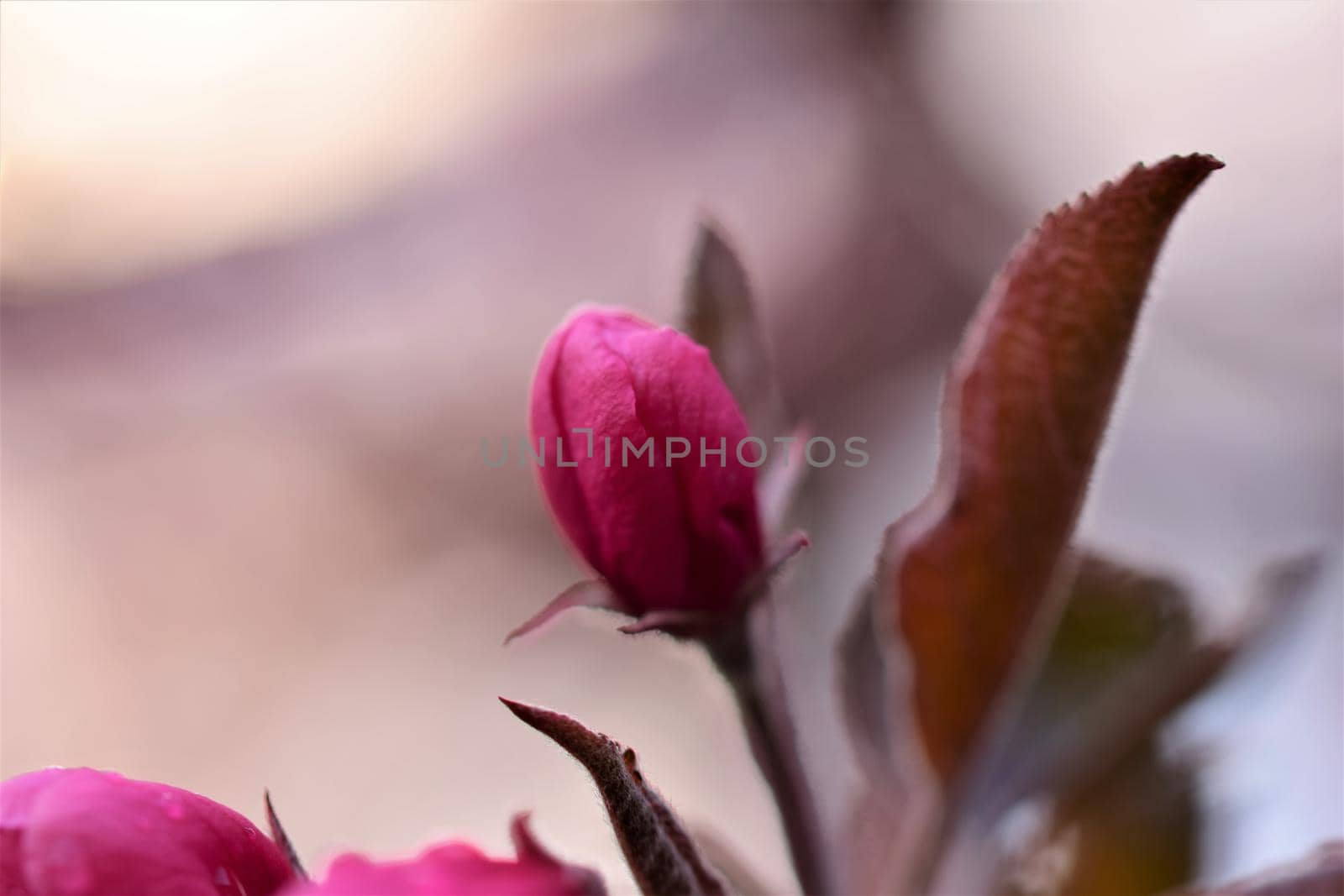 Pink colored flower of an apple tree after rain by Luise123