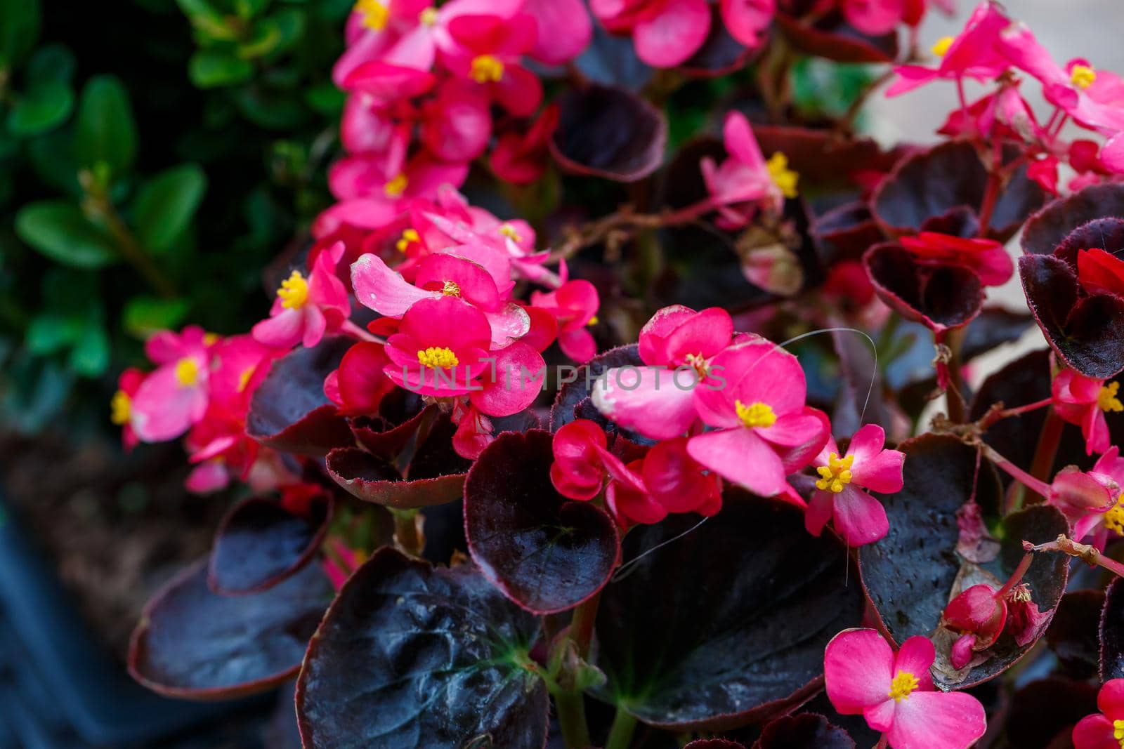 Beautiful fresh garden flowers to decorate the porch in the house