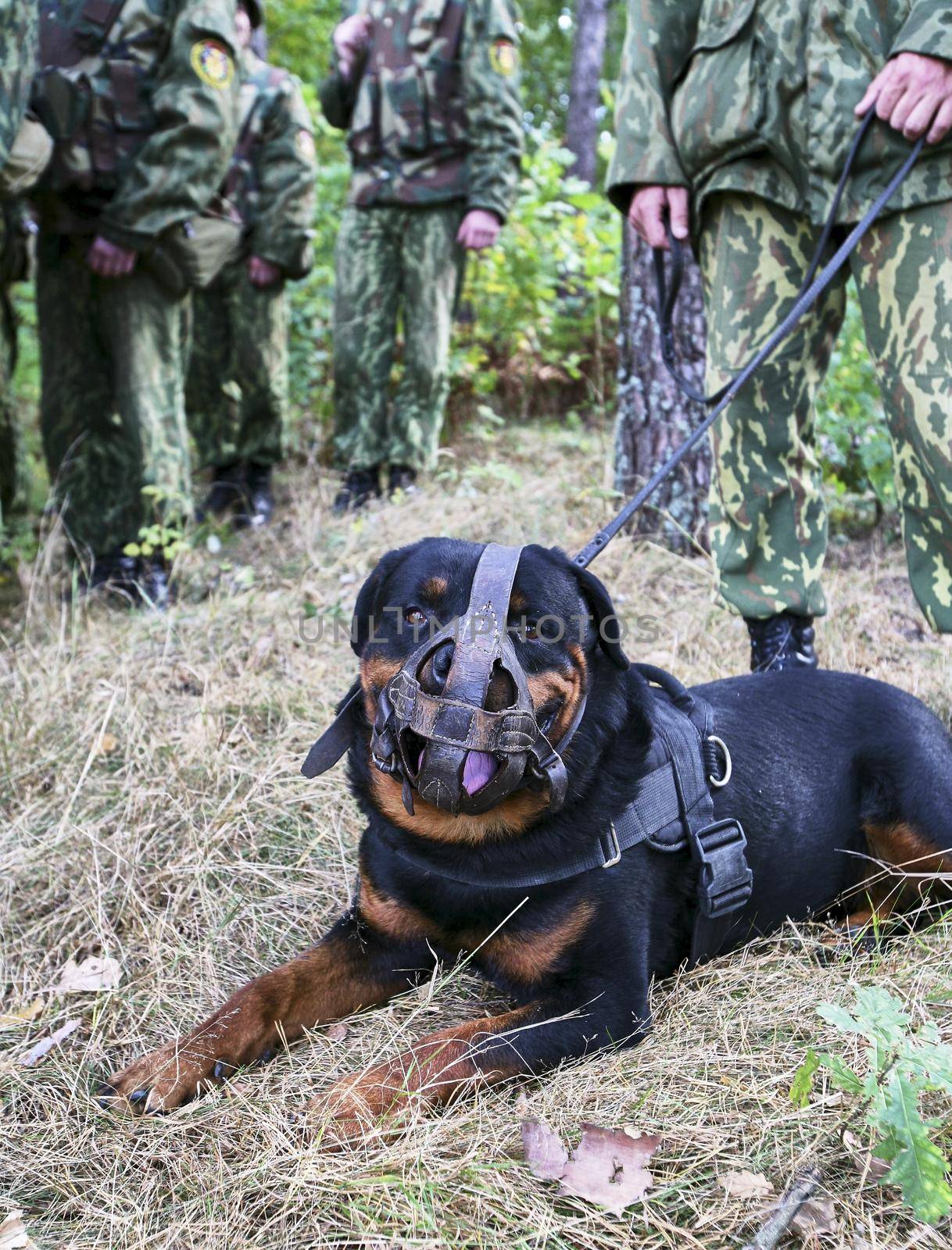 A soldier with a military working dog on a blurred background. by Hil