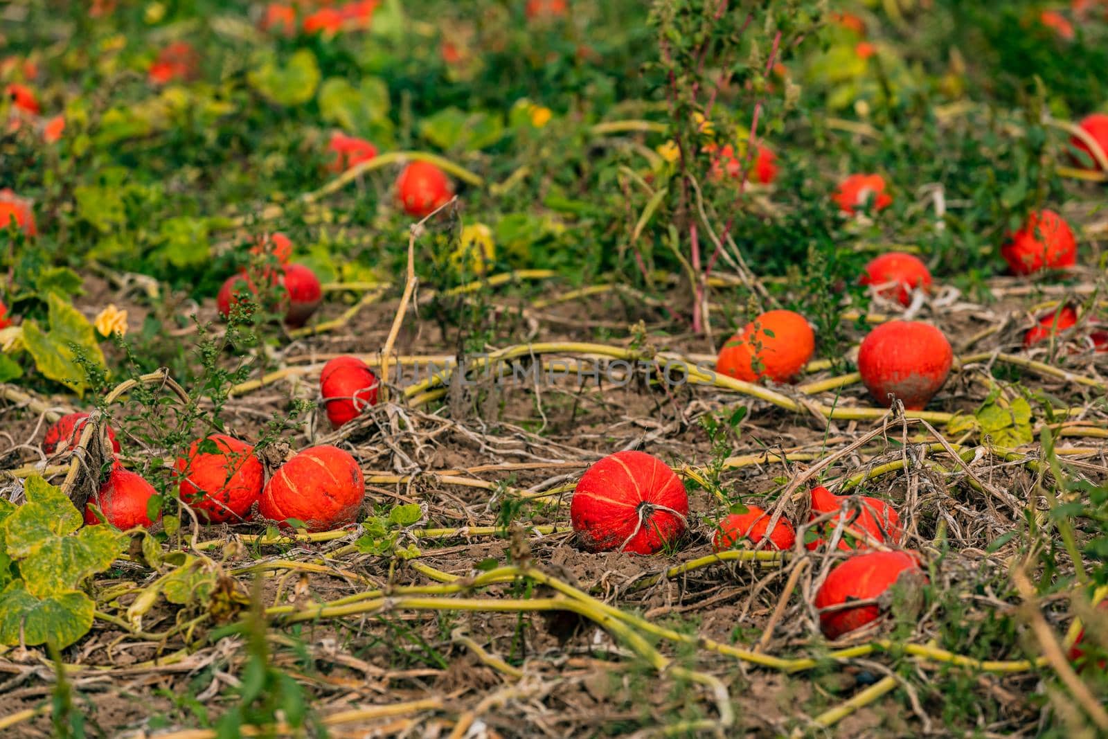 Red and orange Hokkaidos on a pumpkin field in Germany
