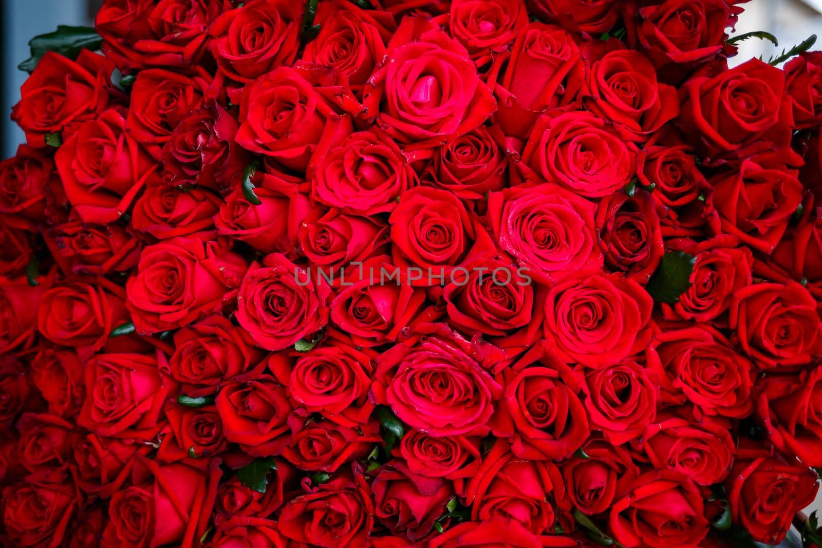 A large bouquet of red roses for a girl, fresh flowers by Dmitrytph