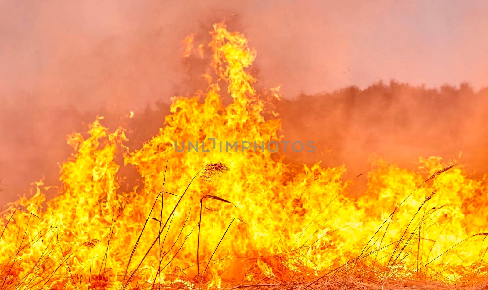 Burning old dry grass in garden. Flaming dry grass on a field. Forest fire. Stubble field is burned by farmer. Fire in the Field.