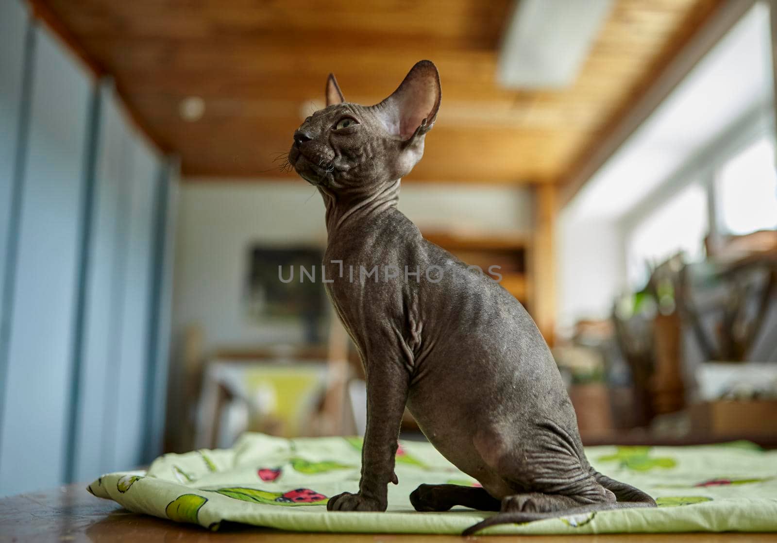 Charming gray Sphynx kitten roams on the table of the art workshop. Baby animal.