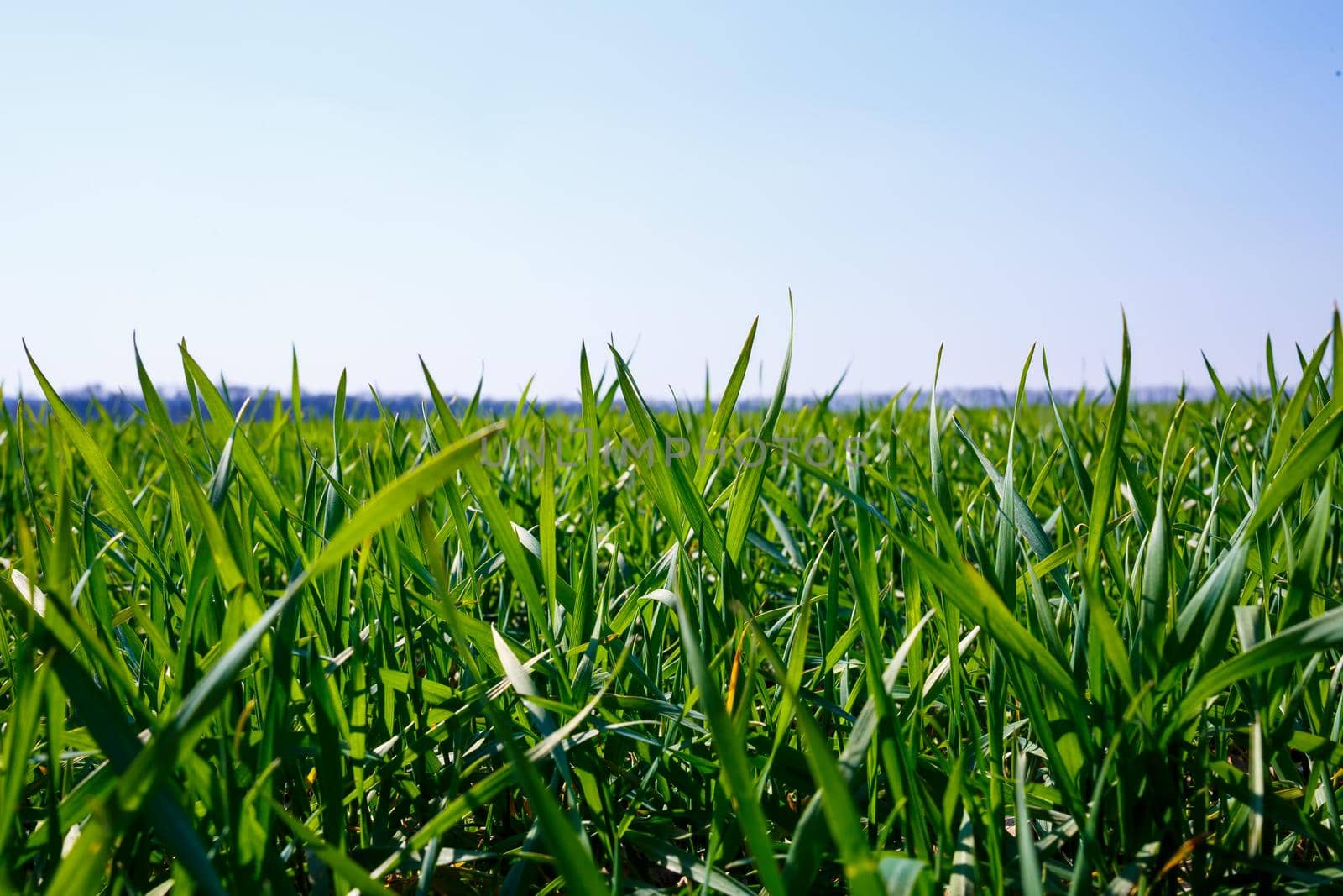 A green field on which grass grows. Agricultural landscape in the summer