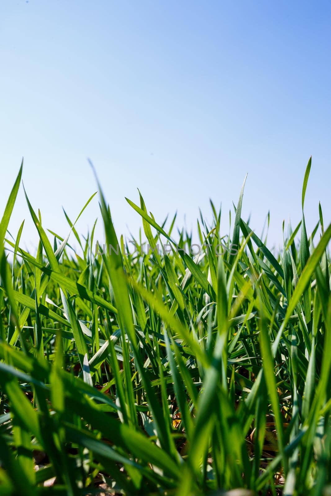 A green field on which grass grows. Agricultural landscape in the summer