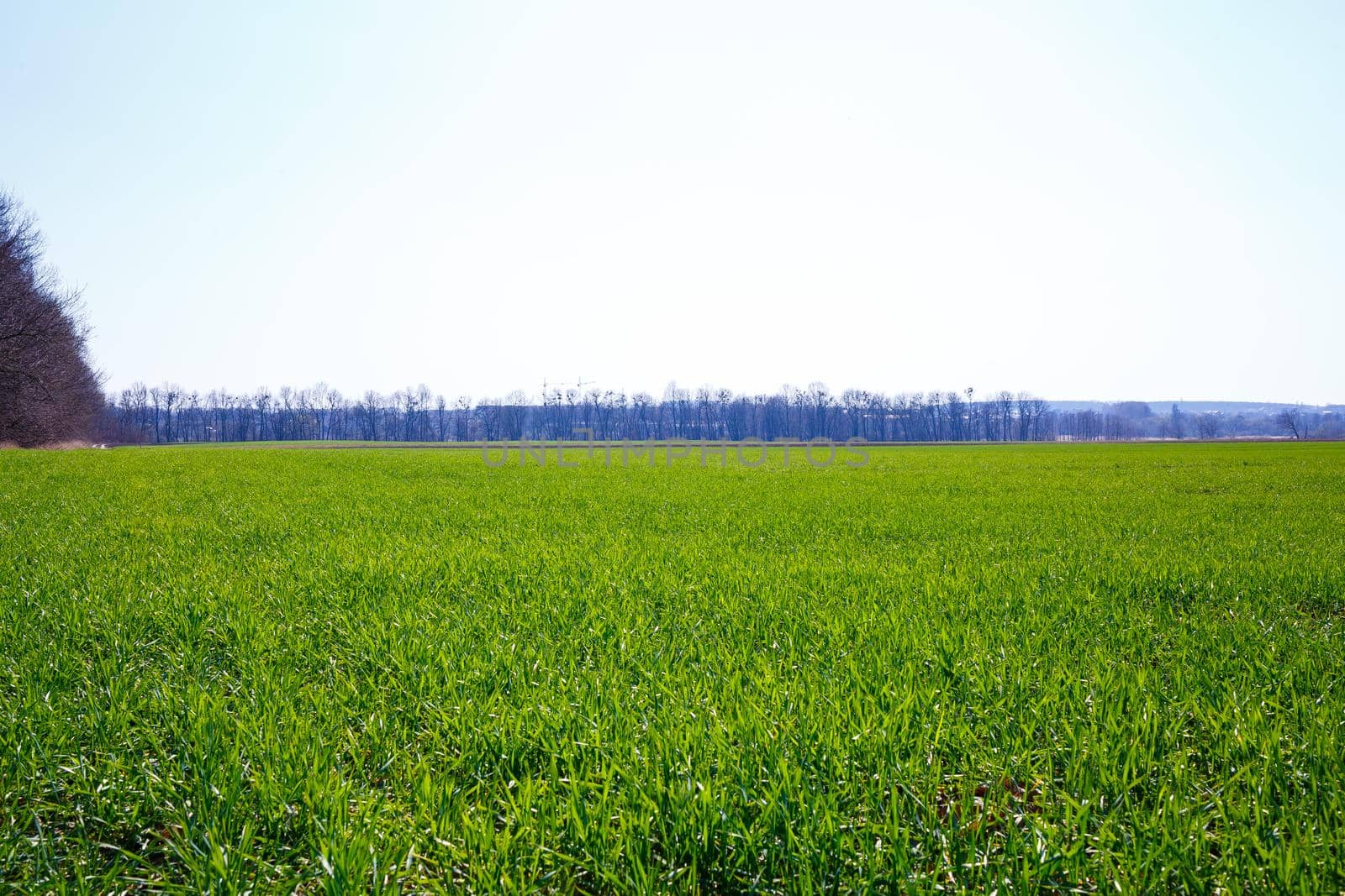 A green field on which grass grows. Agricultural landscape in the summer