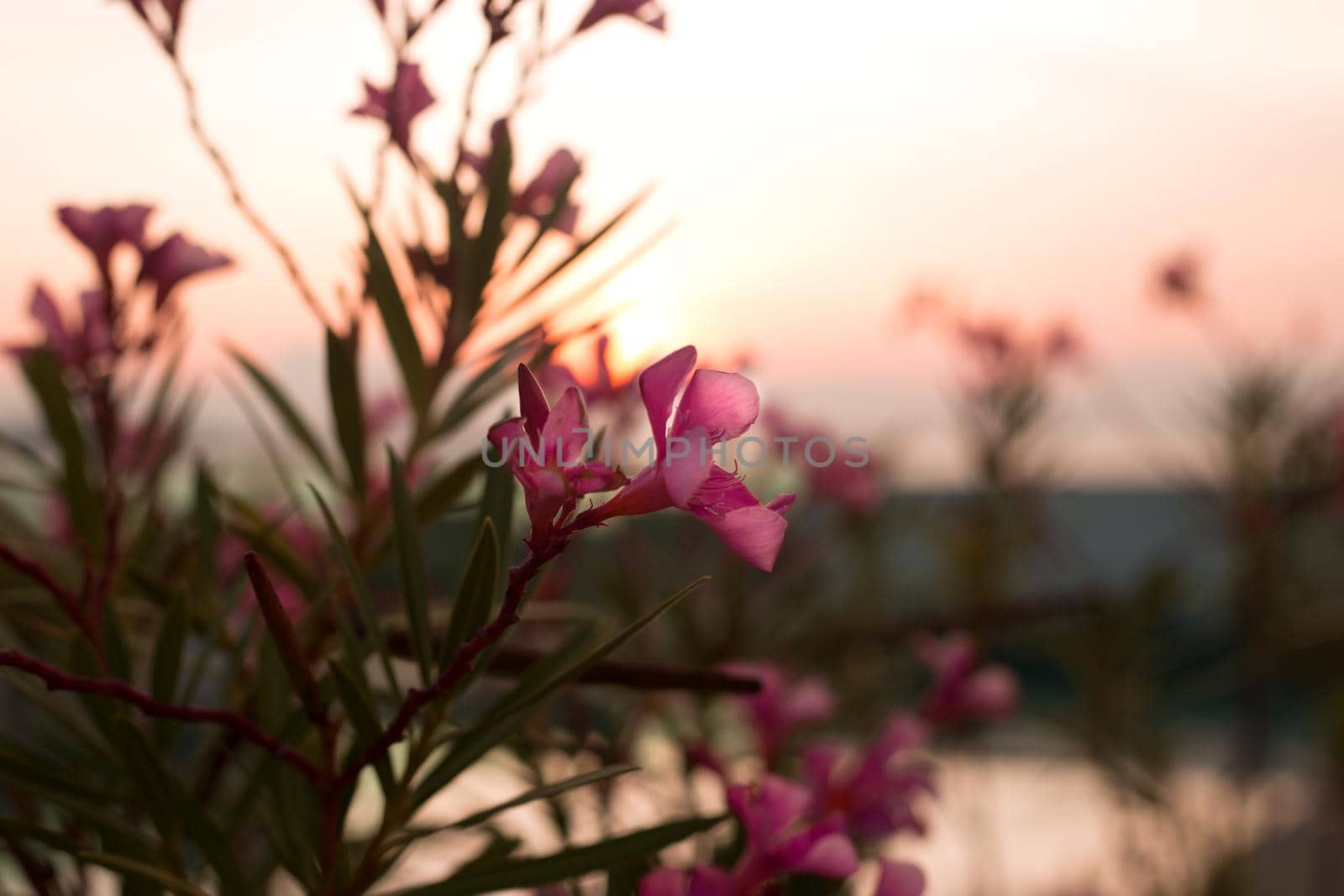 Pink tropical flowers on the sea sunset background