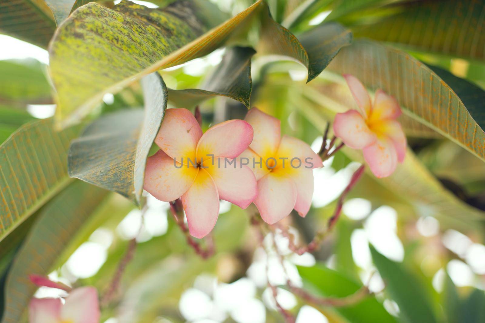 Tropical pink frangipani flowers on green leaves background. Close up plumeria tree.