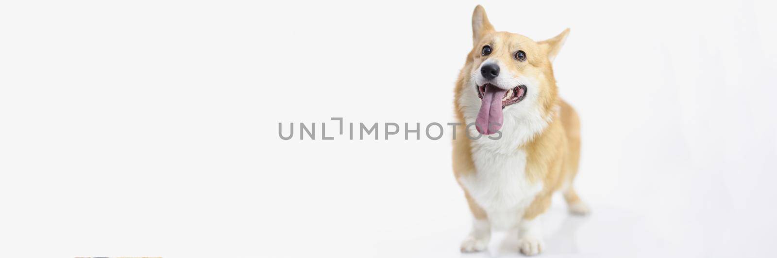Close-up of cute puppy posing for picture on photoshot, little friend. Dog in studio, create promotion to adopt animal from shelter. Adopt not shop concept