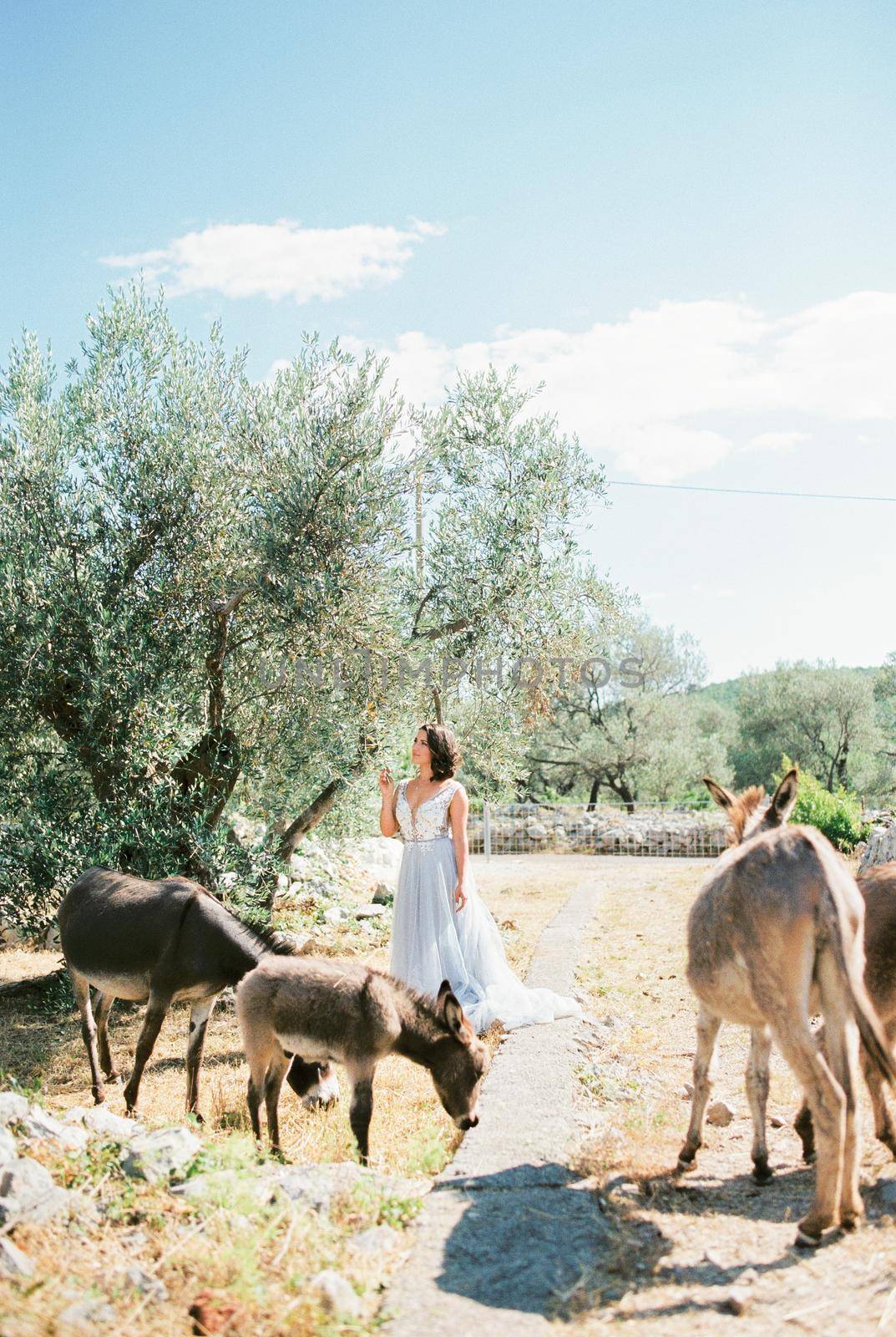 Bride stand under an olive tree near grazing donkeys by Nadtochiy