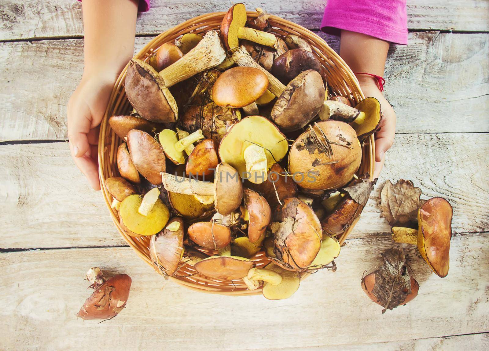 Forest mushrooms in the hands of a child. Selective focus. by yanadjana