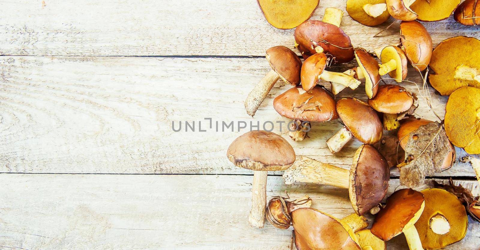 Forest mushrooms in the hands of a child. Selective focus. nature.