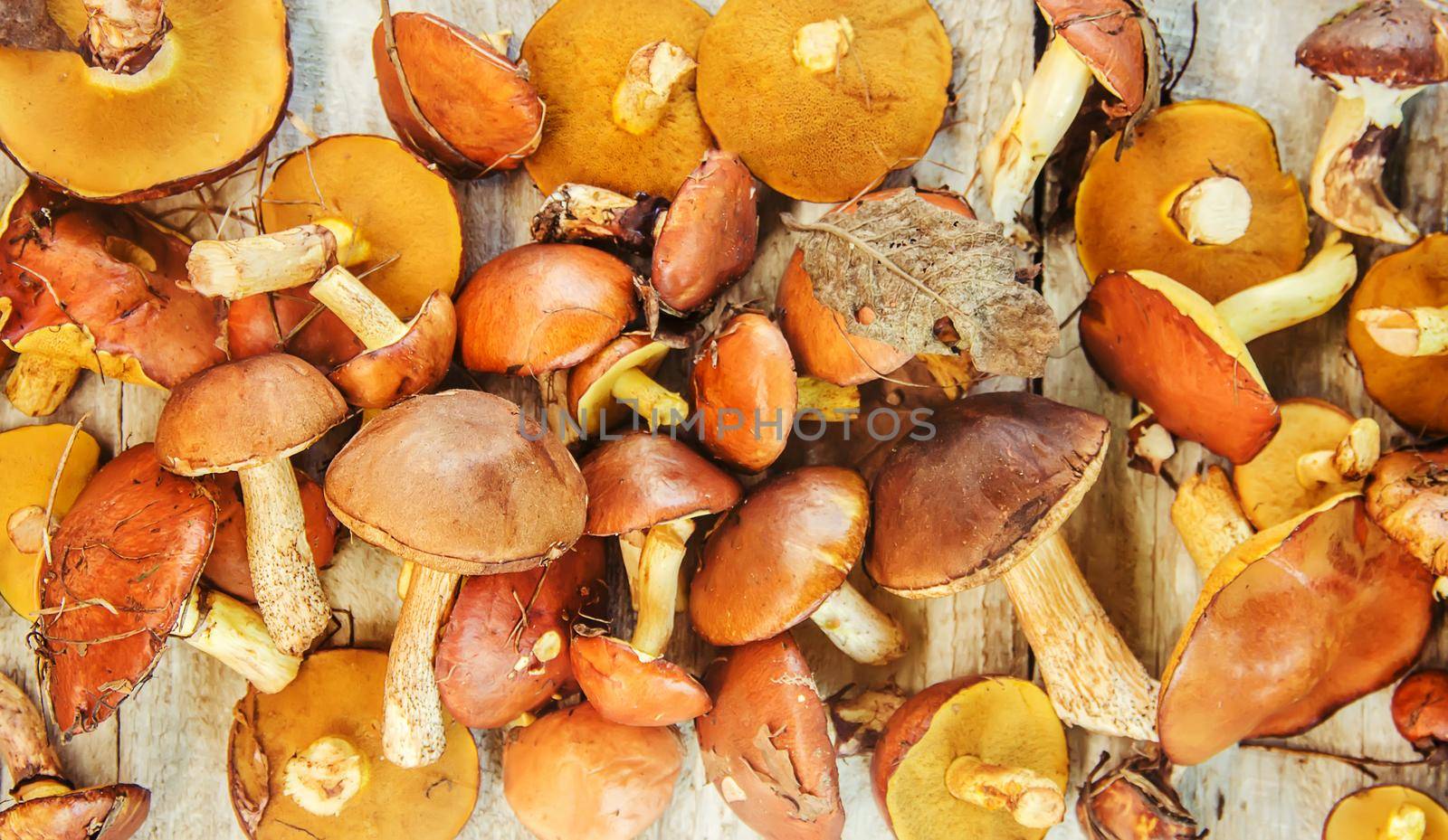 Forest mushrooms in the hands of a child. Selective focus. nature.