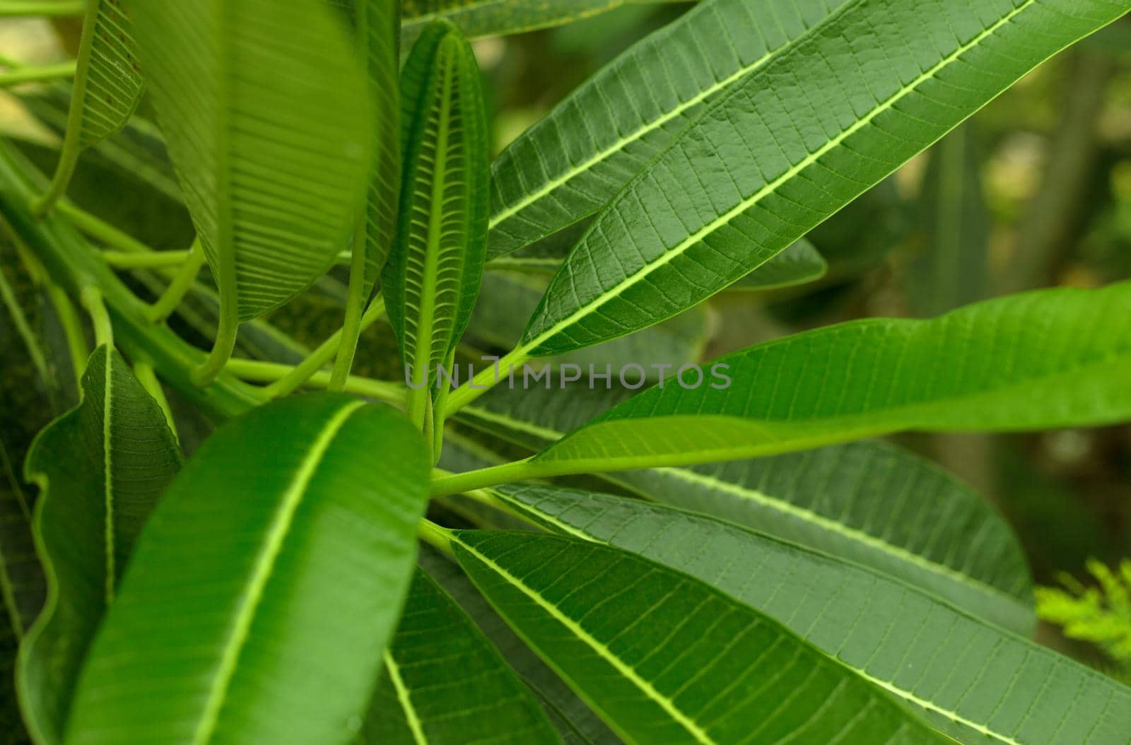 Tropical green leaves blur background.