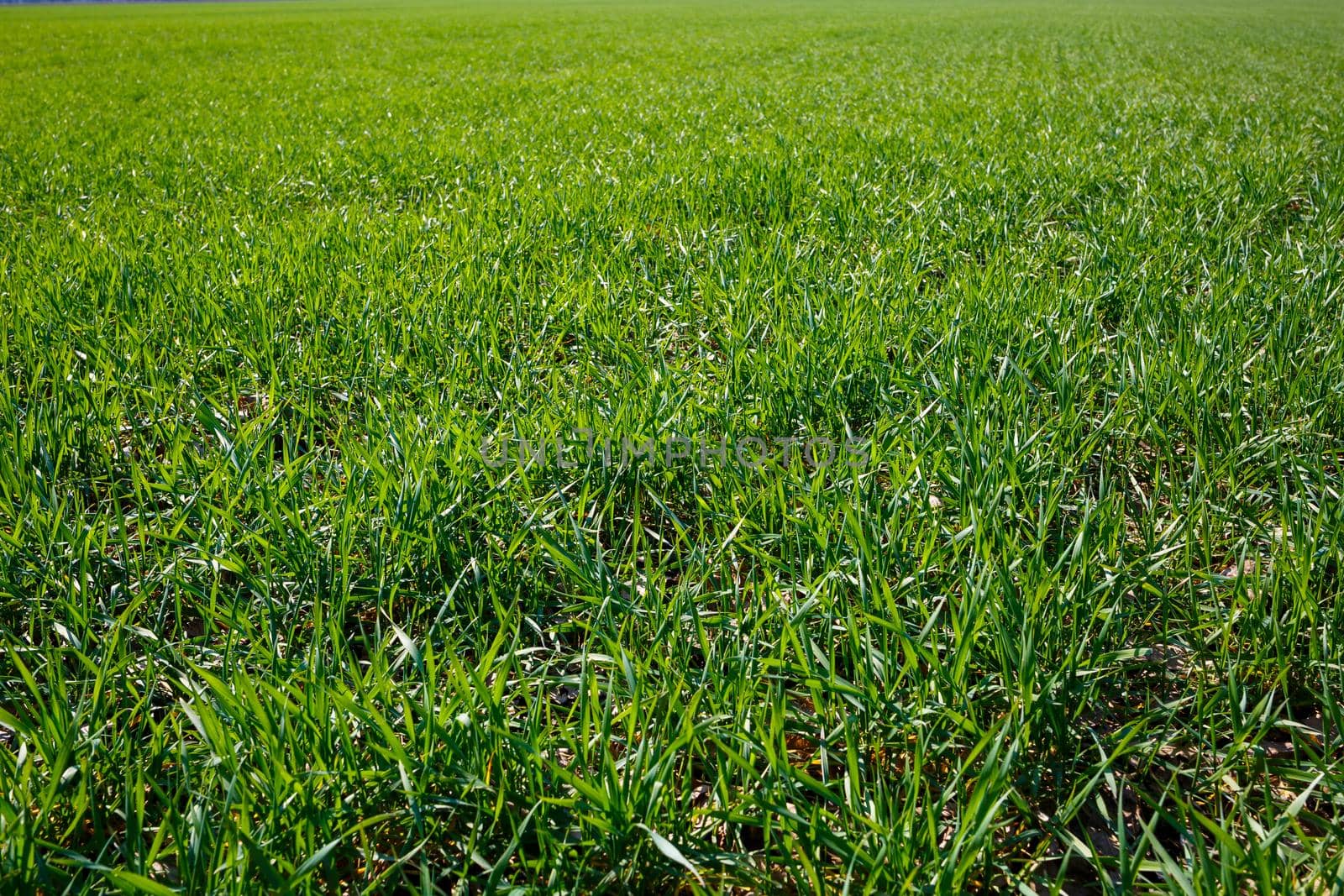 A green field on which grass grows. Agricultural landscape in the summer