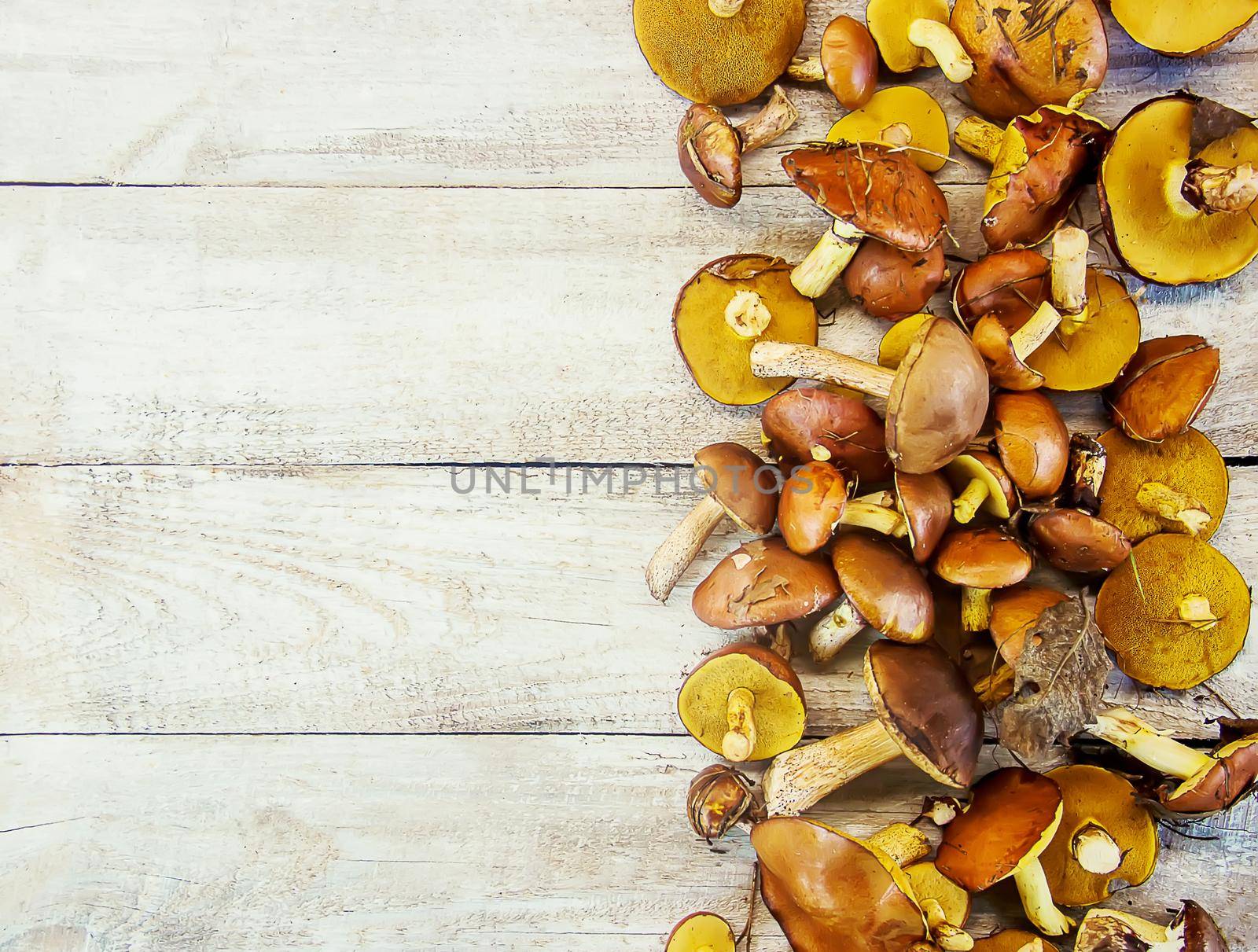 Forest mushrooms in the hands of a child. Selective focus. nature.