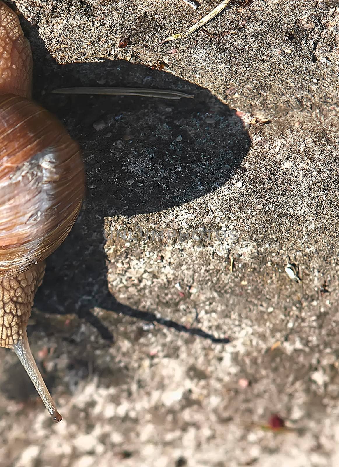 Grape snail crawls on the ground in the grass. The shadow of a snail on the sand.