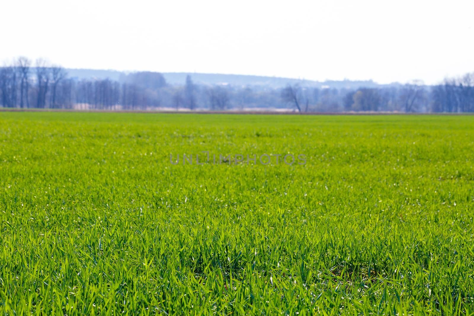A green field on which grass grows in the background is a steeper sky. Agricultural landscape in the summer. Grass close up