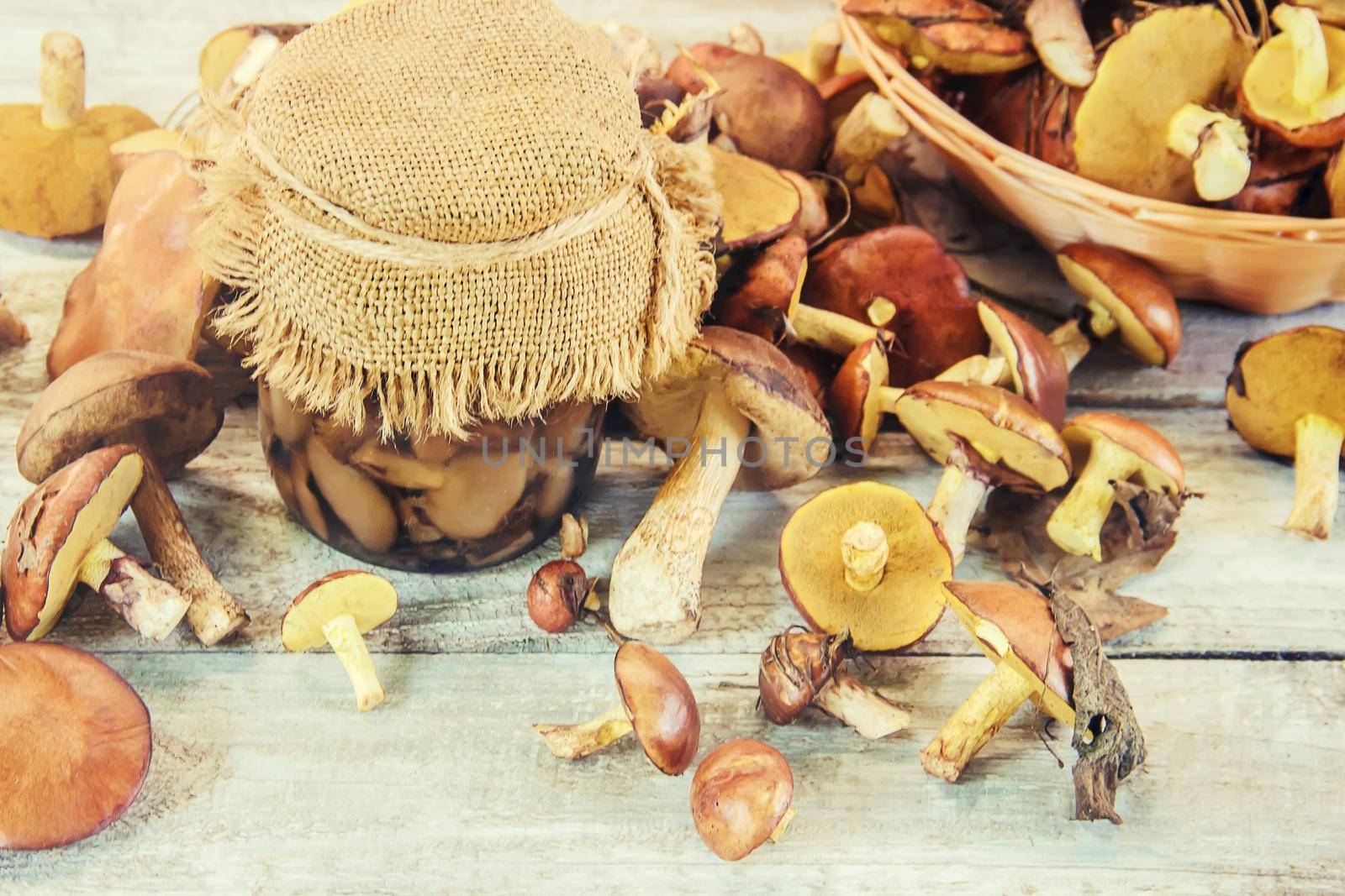 Forest mushrooms in the hands of a child. Selective focus. nature.