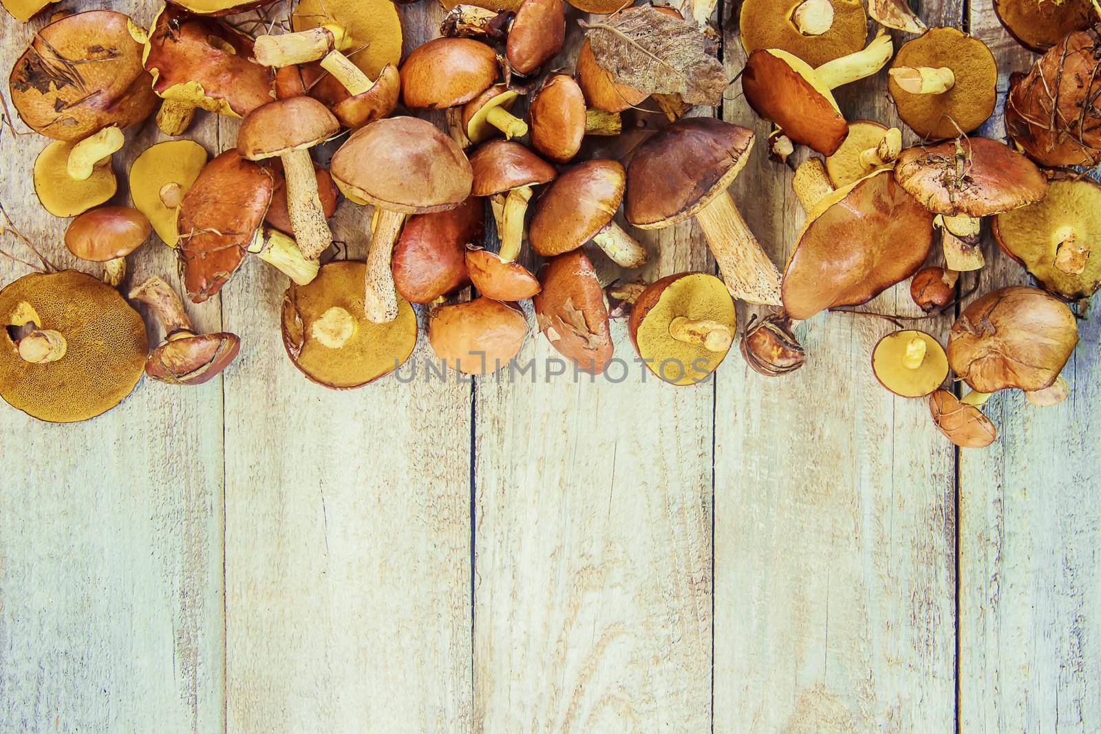 Forest mushrooms in the hands of a child. Selective focus. nature.